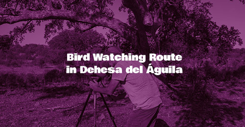 Bird Watching Route in Dehesa del Águila