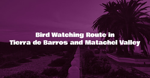 Bird Watching Route in the Tierra de barros and Matachel Valley